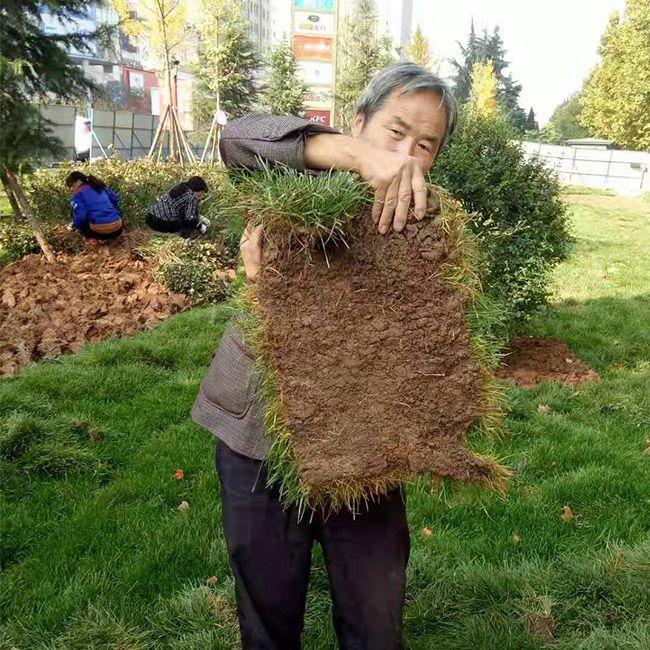 厂区绿化施工设计及养护