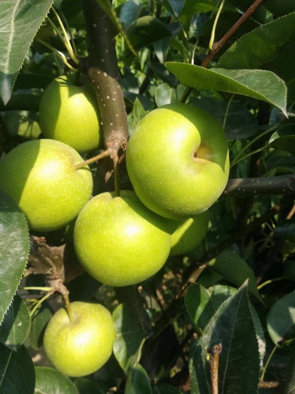 苏翠1号-1-果木苗