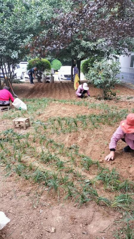 厂区草坪绿化展示
