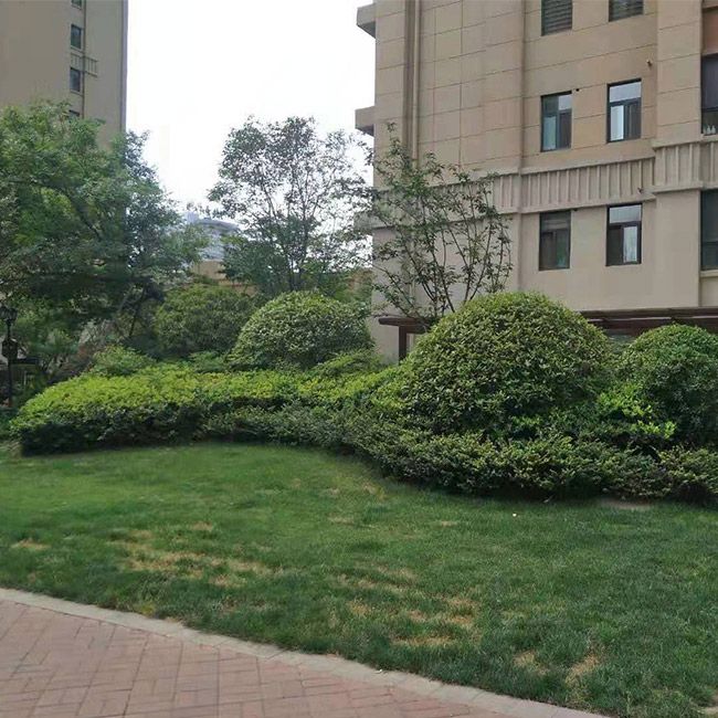 别墅绿化施工设计及养护