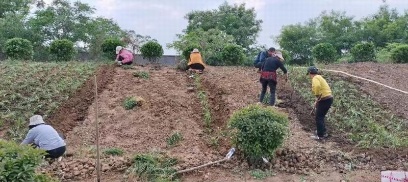 厂区绿化施工设计及养护