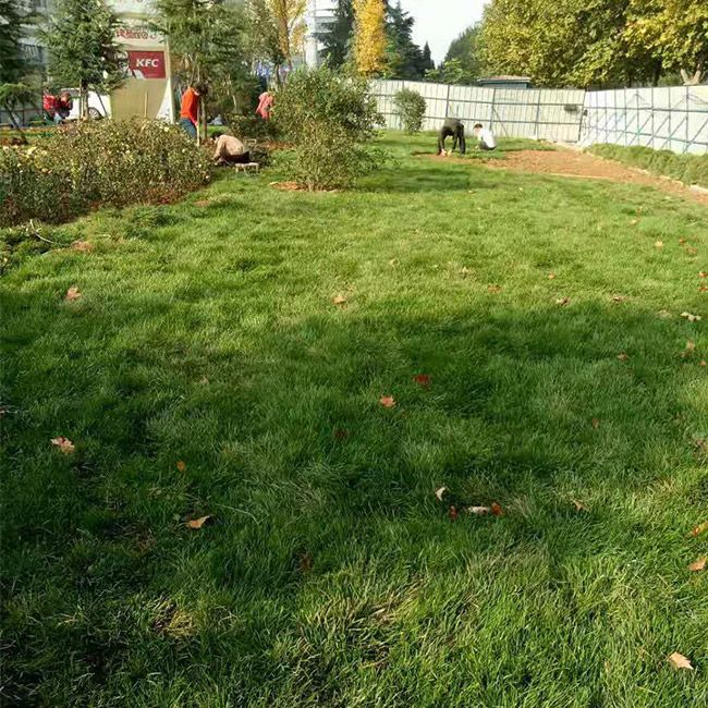 小区绿化施工设计及养护