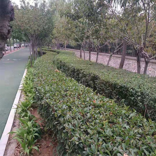 道路绿化施工设计及养护